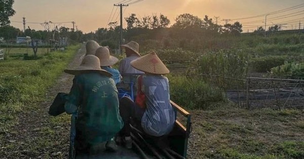 Ngày Càng Nhiều Người Trẻ Muốn Về Nông Thôn Làm Việc, Muốn Thực Tập Phải Đăng Ký Trước, Bị Phỏng Vấn Gắt Gao